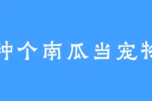 种个南瓜当宠物