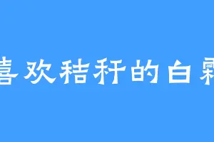 喜欢秸秆的白霜